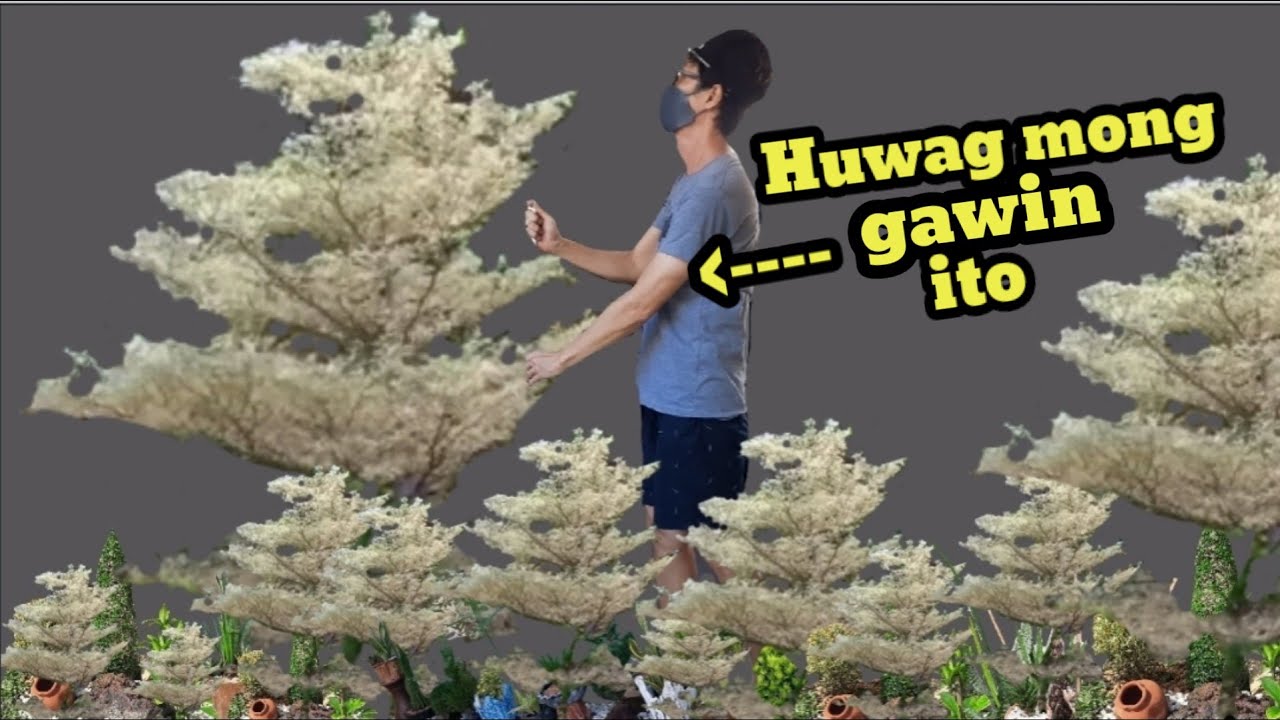 Mga Hindi Dapat Gawin sa Variegated African Talisay #Variegated African Talisay