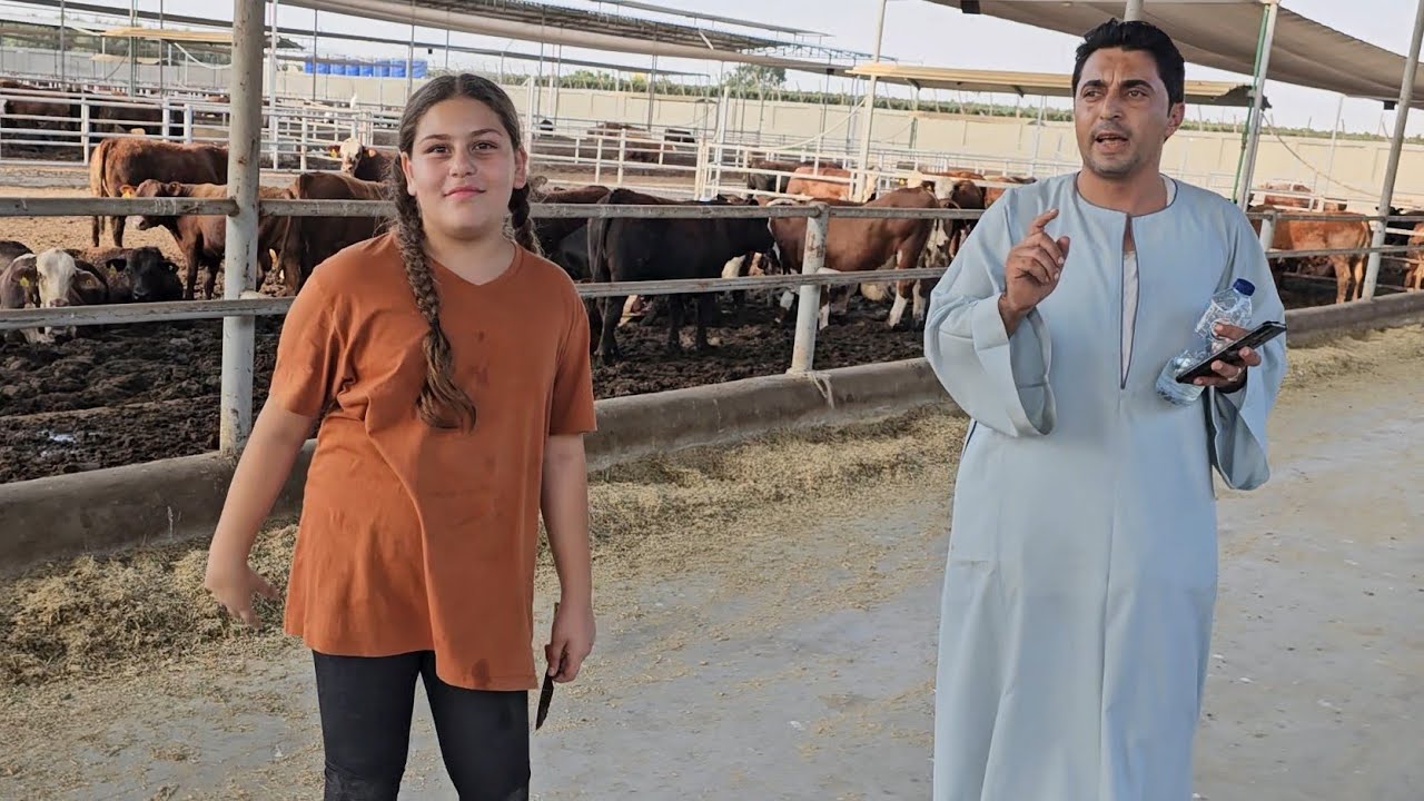 البيور الأصلي أكبر مفاجأة للمتابعين فتح باب البيع المباشر عجول بيور سيمنتال و انجس ولموزين بيور