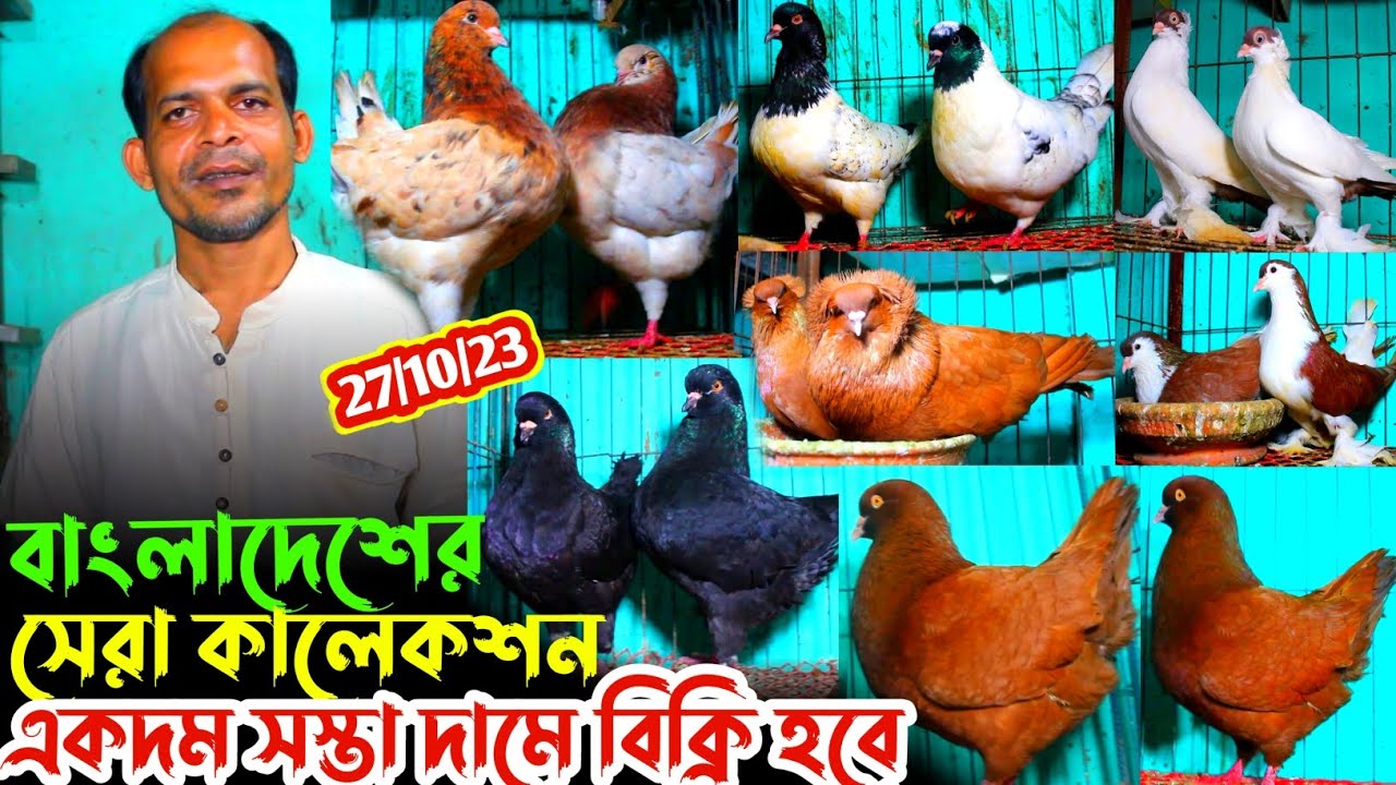 বিক্রি হবে ৬০০ টাকা জোরা করে ডিম বাচ্চা করা কবুতর জসিম ভাইয়ের খামার থেকে || সস্তা দামে ফেন্সি কবুতর