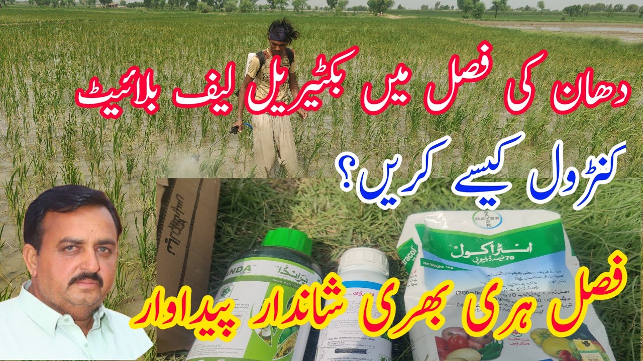 How to Control Bacterial Blight of Rice |  How to control bacterial leaf blight in paddy crop