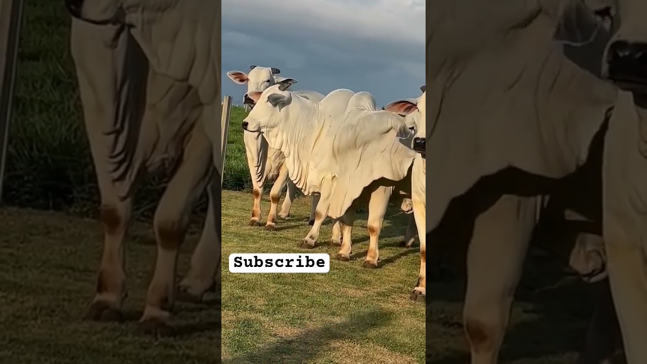 Introduction Nelor cow breed in Brazil #viral #cattlefarming #trending #cow_farming #shorts