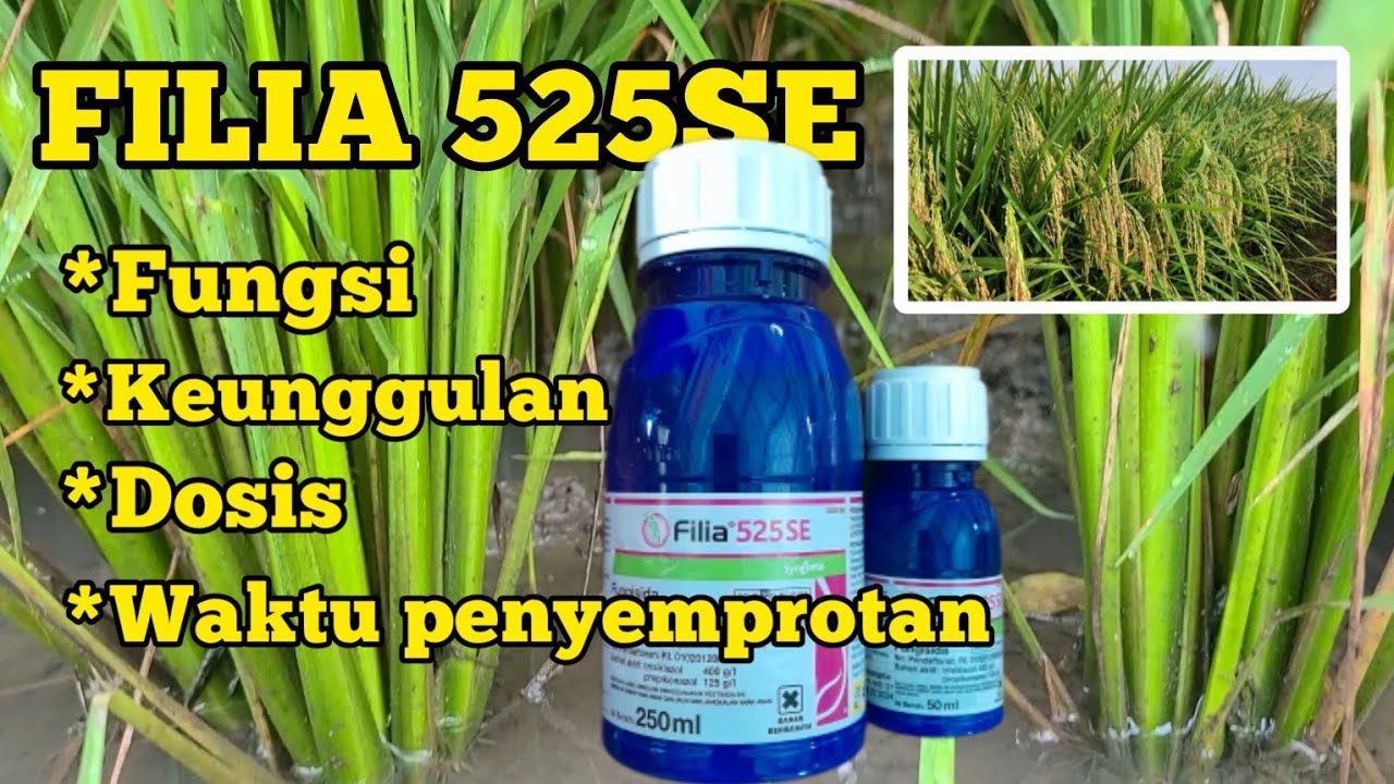 DOSIS FILIA PER TANGKI.BATANG PADI KOKOH DENGAN FILIA.