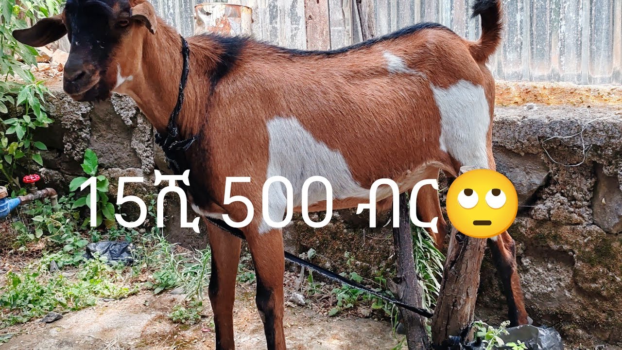 በመጣዉ ዶላር ፍየል ተገዛበት😂👈