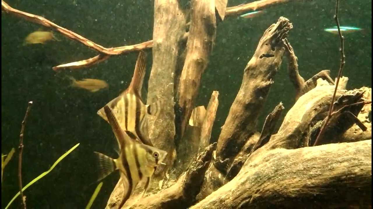 Amazon Biotope, Aquarium