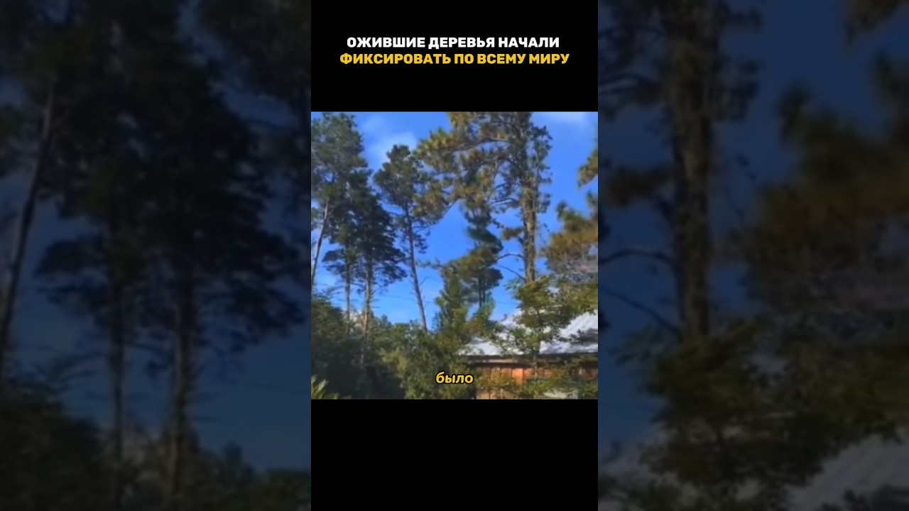 Деревья ожили в лесу и попали на камеру
