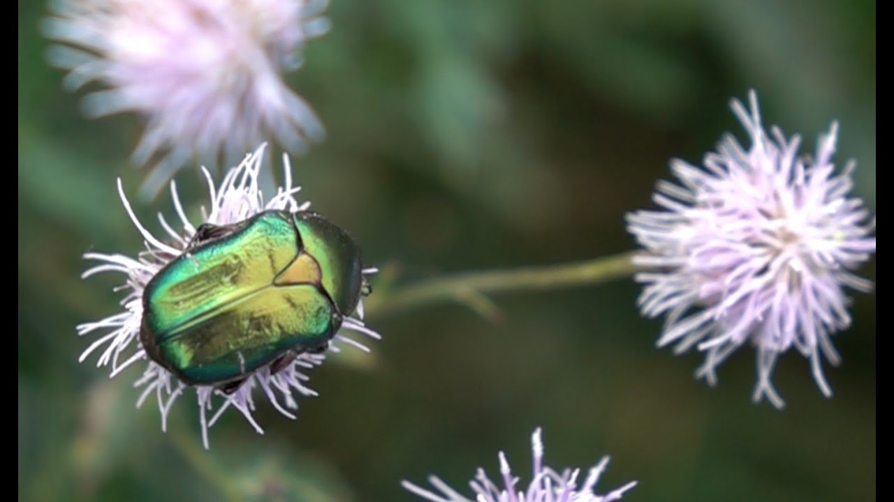 Beautiful beetle discovered in a meadow south of Berlin.