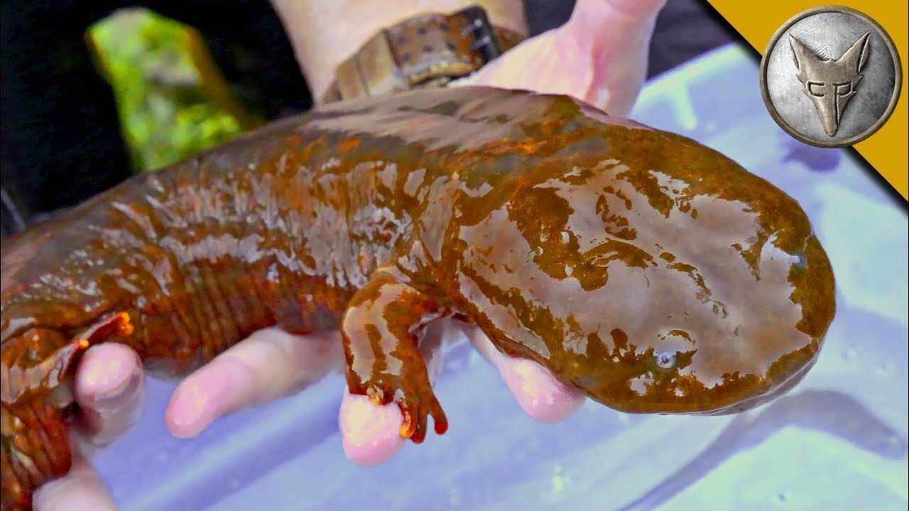 Salamandra OLBRZYMIA na żywo! Zobacz największą salamandrę | Brave Wilderness Polski 🌍