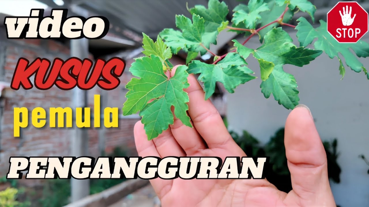Jangan Tertipu Penjual Online Anggur! Cara Memilih Bibit Anggur untuk Pemula