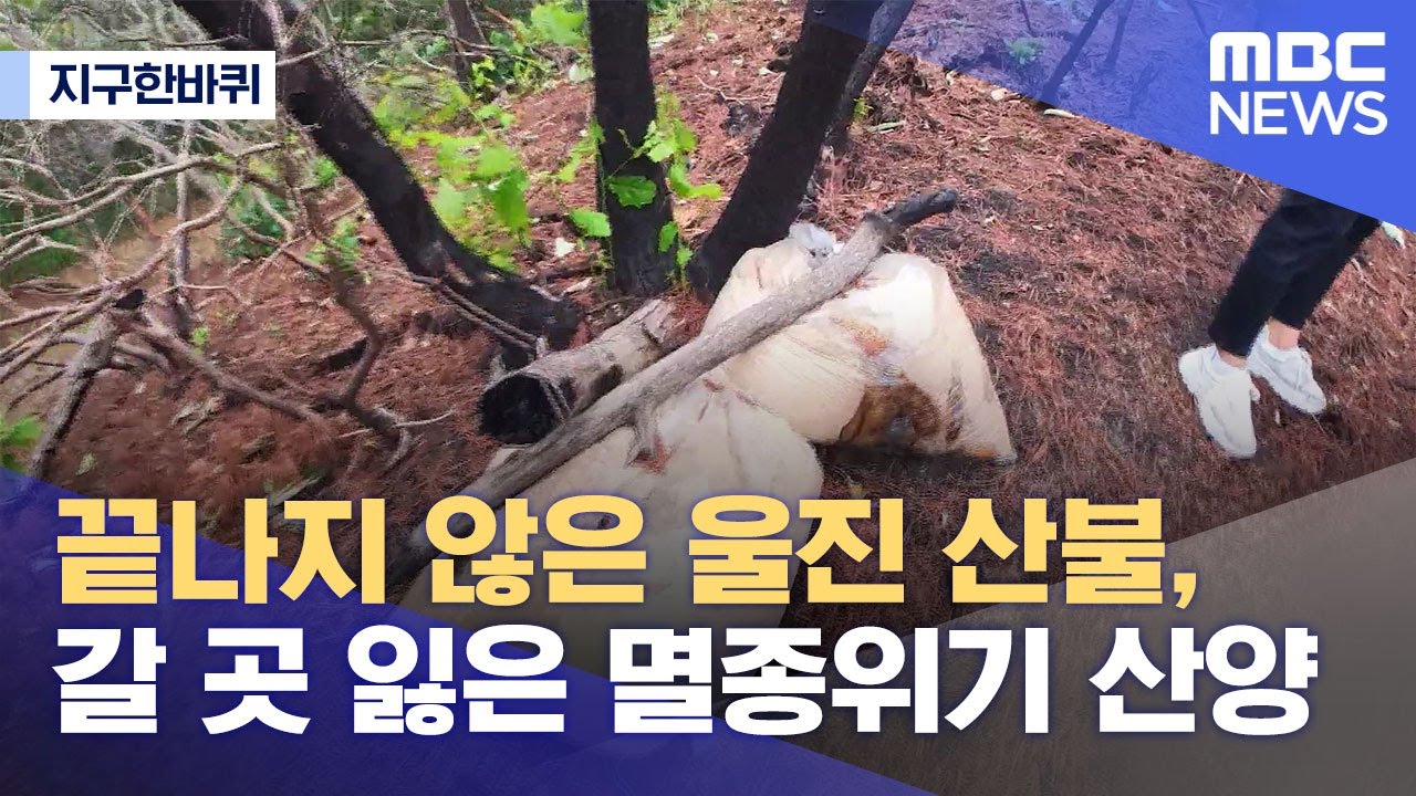 [지구한바퀴] 끝나지 않은 울진 산불, 갈 곳 잃은 멸종위기 산양 (2022.07.18/뉴스데스크/MBC)
