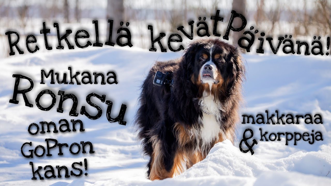 Kevätretki makkaratulille ja nokipannukahville - korppien kuvaamista - Berninpaimenkoira