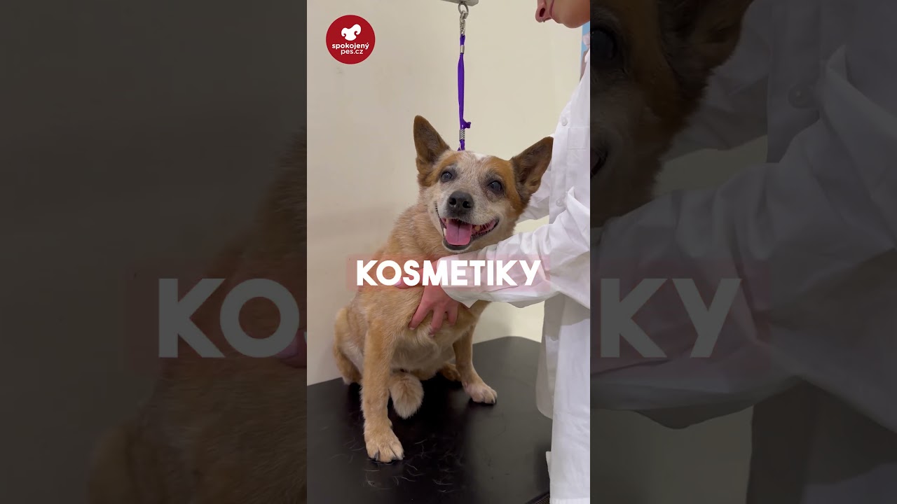 Jak pečovat o srst pejska?