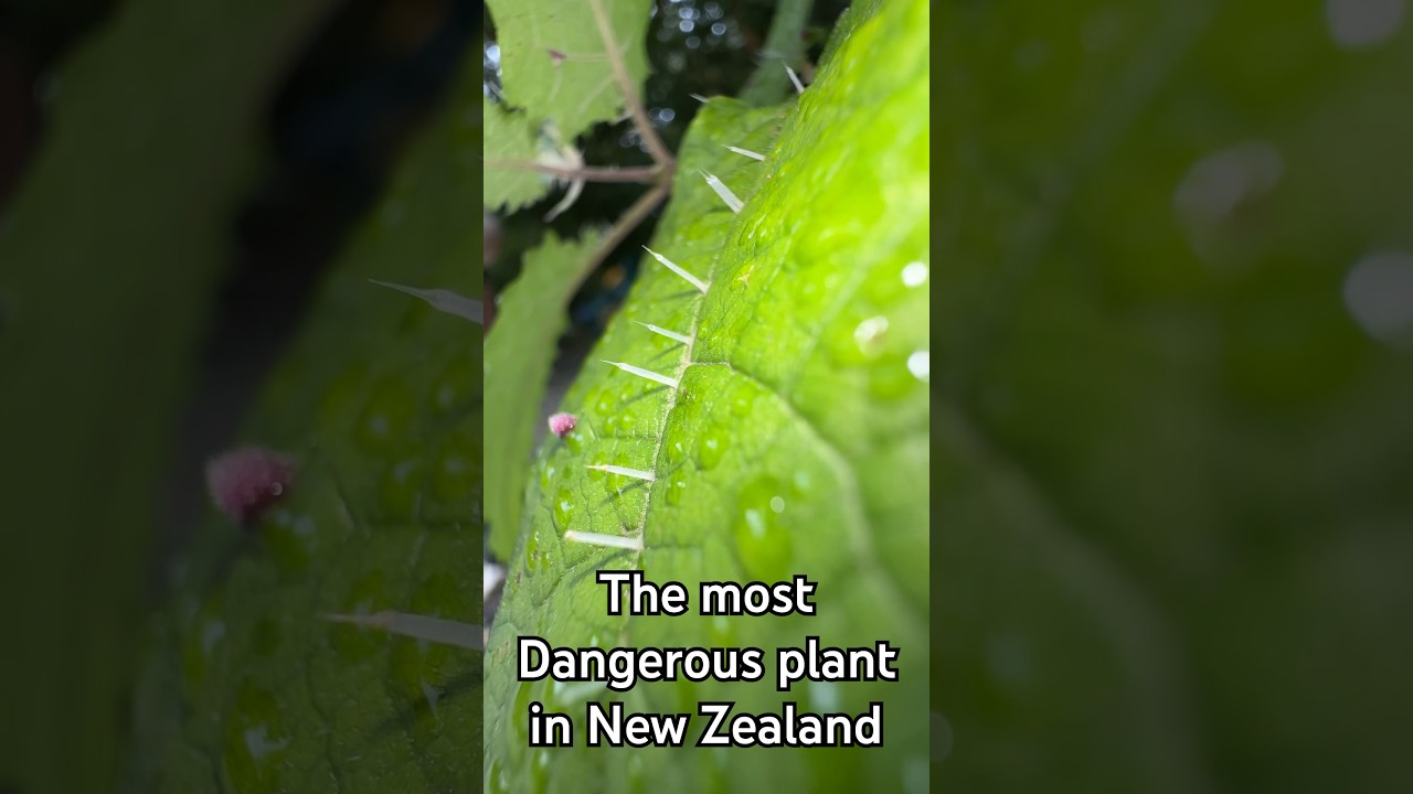 The most painful plant in New Zealand