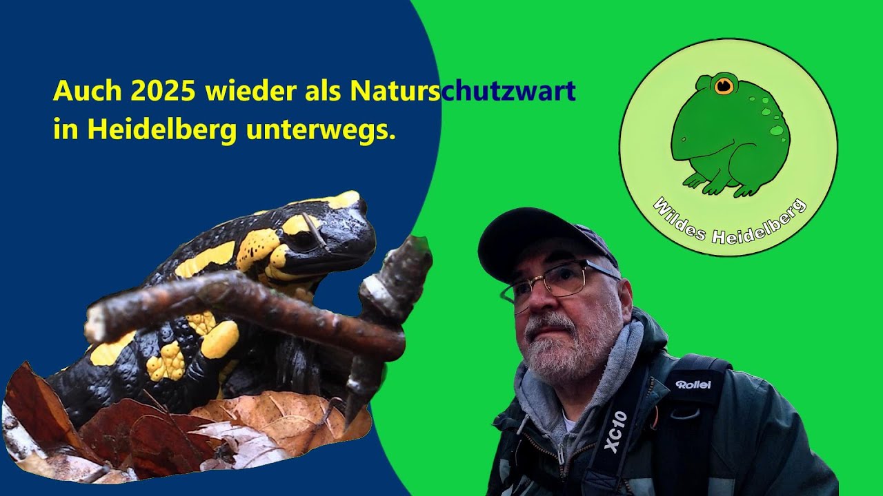 Lebensraum der Feuersalamander in Heidelberg