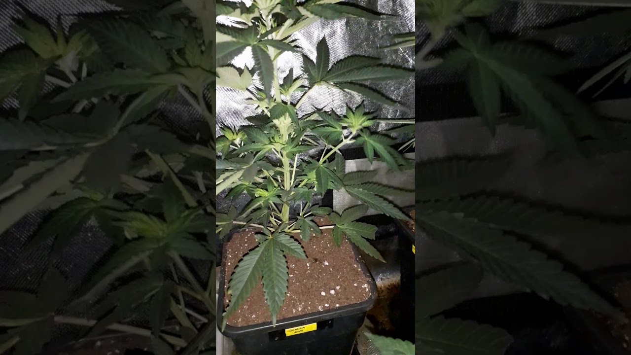 d&iacute;a 40 de crecimiento,paso a floraci&oacute;n gorilla glue y kritical bilbo