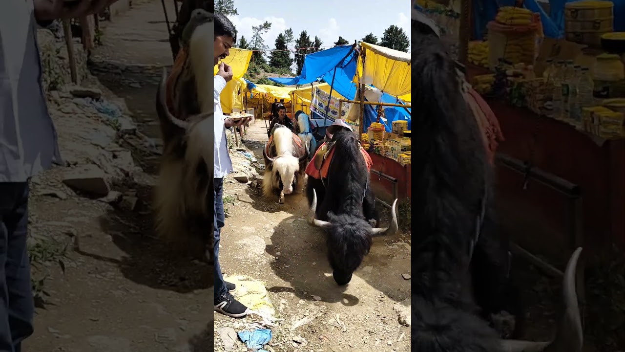 #animals