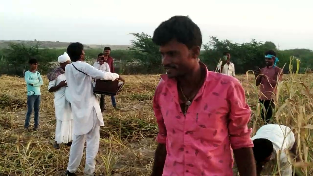 खेत में बाजरा की कटाई 🌾🌾