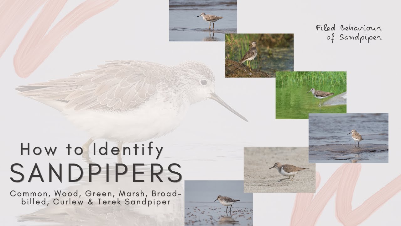 How to Identify Sandpipers & their filed behaviors..... 7 different Sandpipers #Birds of India