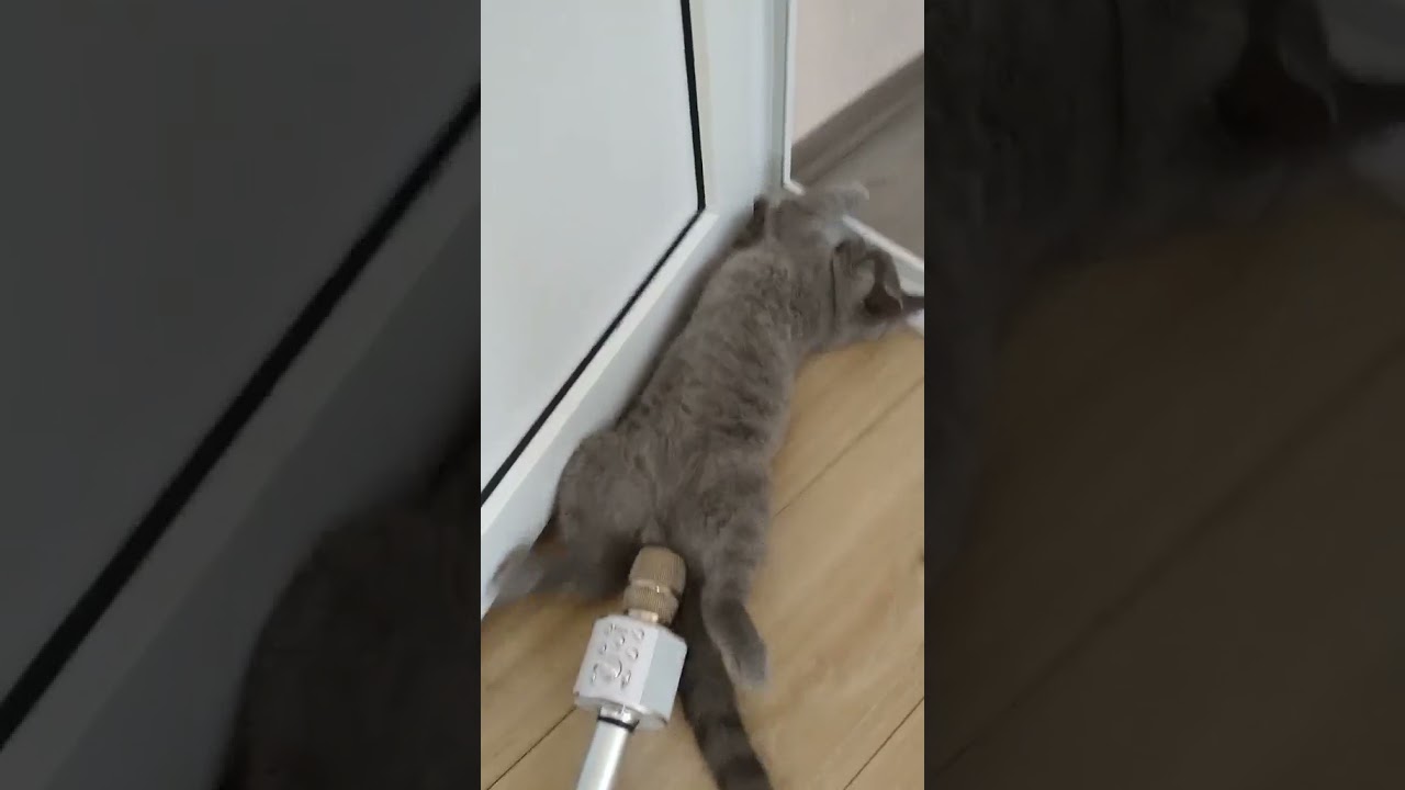 Cat Farting on mic 😹😹😹 #Shorts
