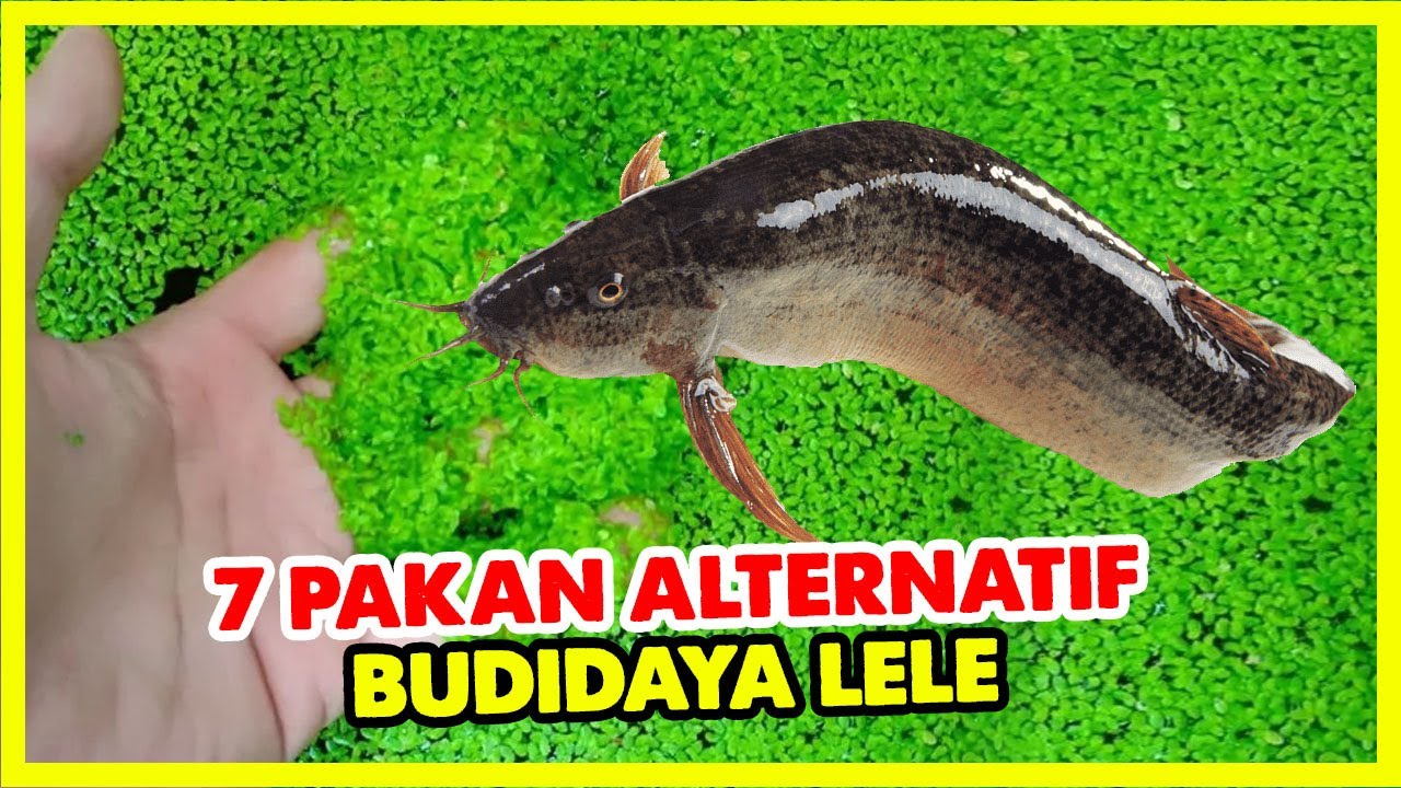 7 pakan alternatif budidaya lele
