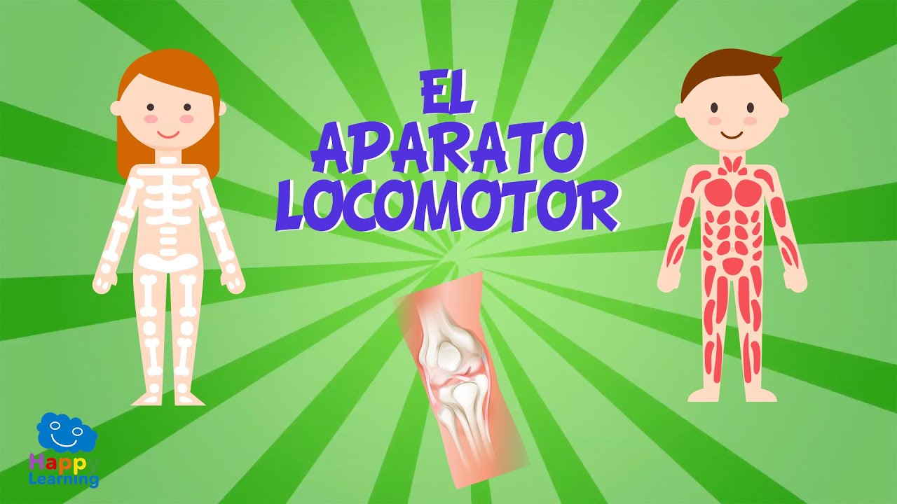 EL APARATO LOCOMOTOR | V&iacute;deos Educativos para Ni&ntilde;os