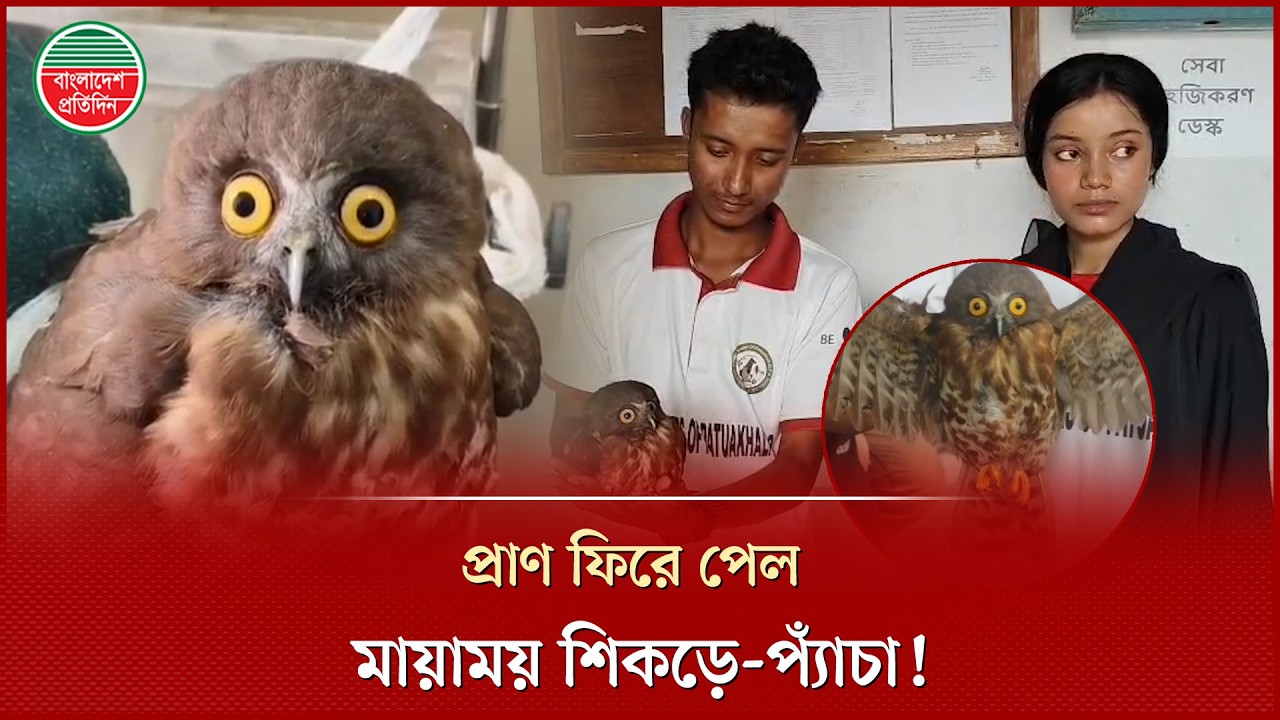 কলাপাড়ায় বাসার ছাদ থেকে বি র ল প্রজাতির শিকড়ে-প্যাঁচা উদ্ধার | Owl | Kalapara