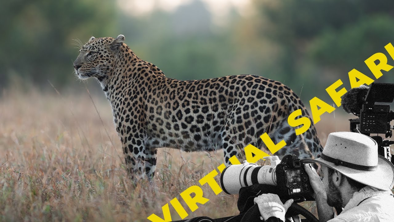 A Mother in Peril: Female Leopard Faces Her Greatest Challenge- Virtual Safari #274