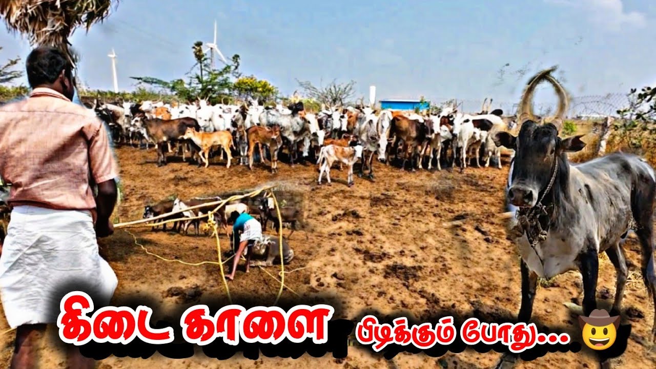 கிடை காளை பிடிக்கும் போது... 🤠கடுமையான வேகம் பா...🧐🧐