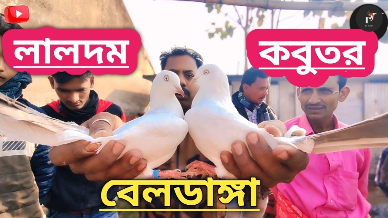 বেলডাঙ্গা হাটে ১ পেয়ার লালদম কবুতর 1 pair of red-bellied pigeons at Beldanga market