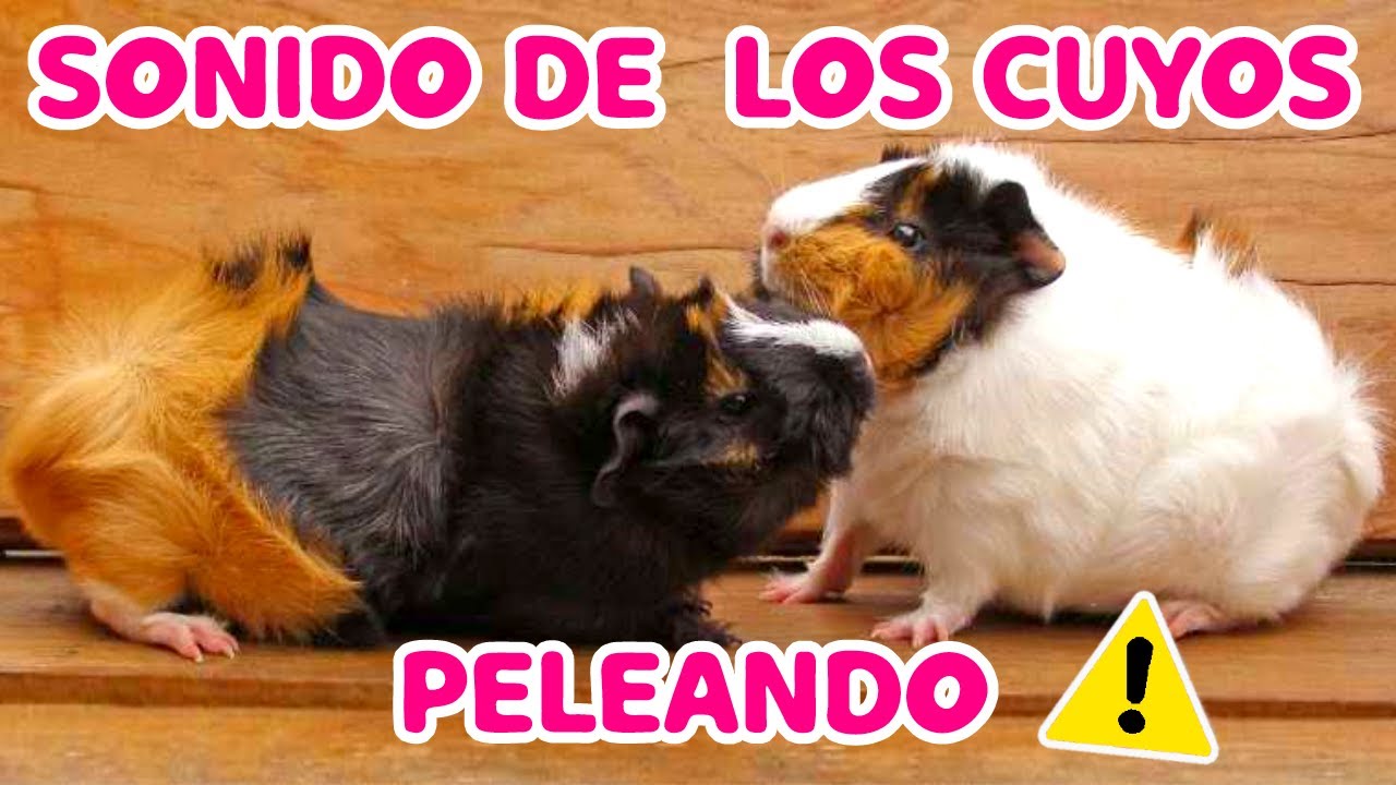 🔊😡 SONIDO de los CUYOS ENOJADOS PELEANDO!