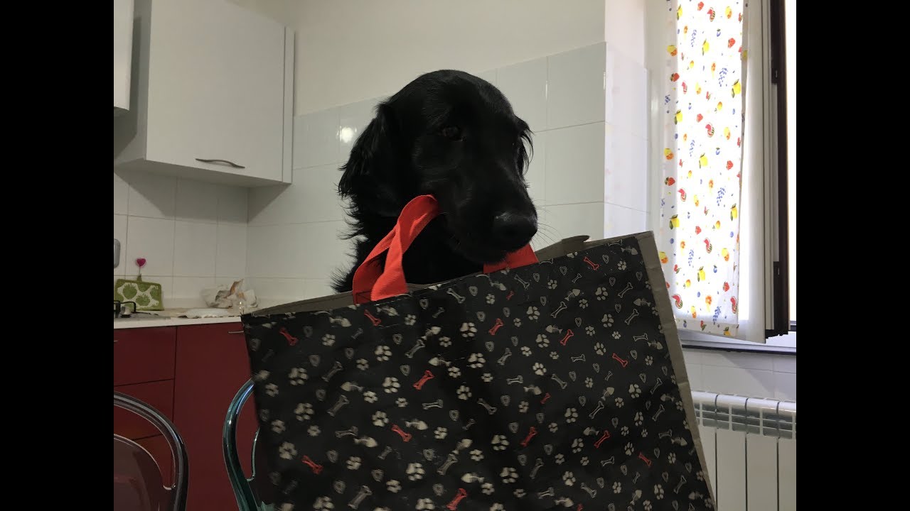 HAUL CANE: SPESA PER IL CANE!
