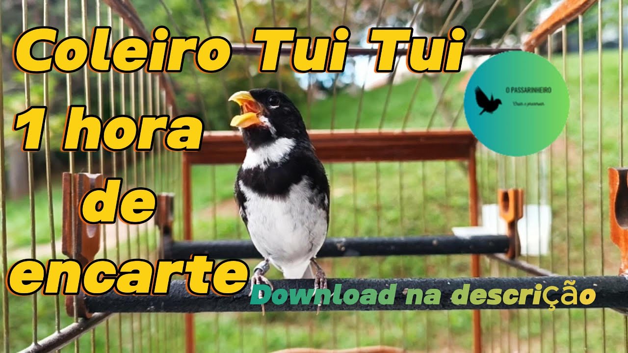 Coleiro Tui Tui fibra encarte grátis #coleiro #papacapim #opassarinheiro