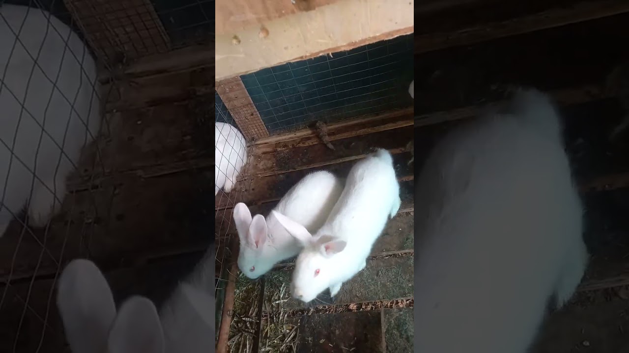 4 oylikdan o'tkan sotiladigan quyonlar.
