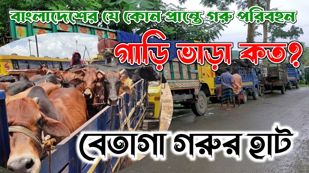 গাড়ি ভাড়া কত? বাংলাদেশের যে কোন প্রান্তে গরু পরিবহন | বেতাগা গরুর হাট | নগর বাংলা টিভি