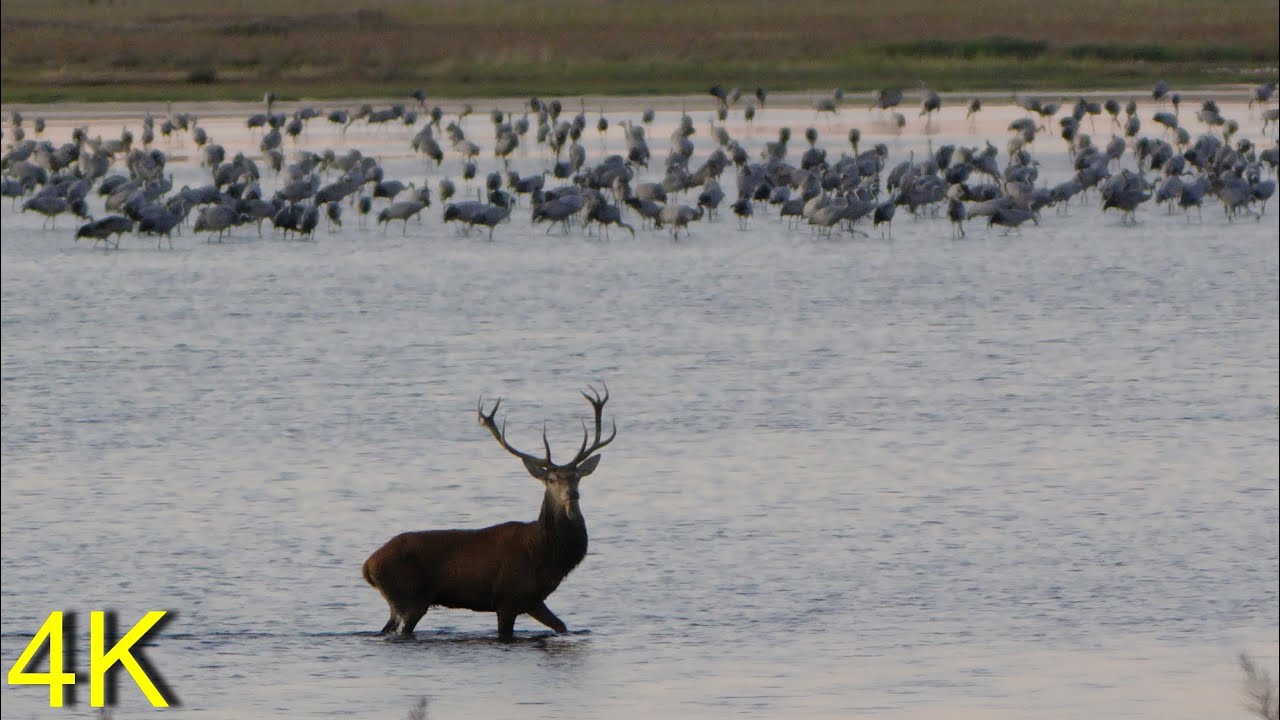 Rothirsche & Kraniche am Pramort/ Darss  ---  Red Deers & Cranes at Baltic Coast/ Pramort