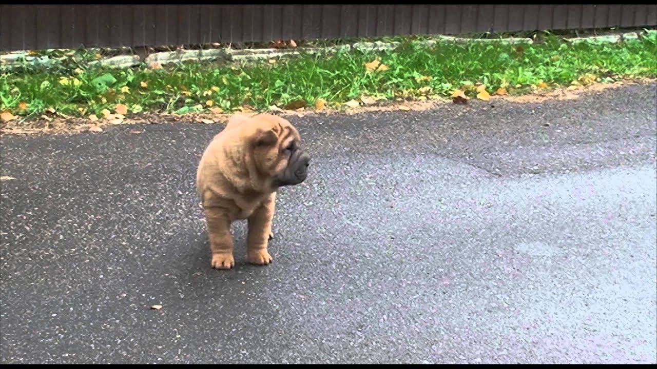reality show - sharpei puppy