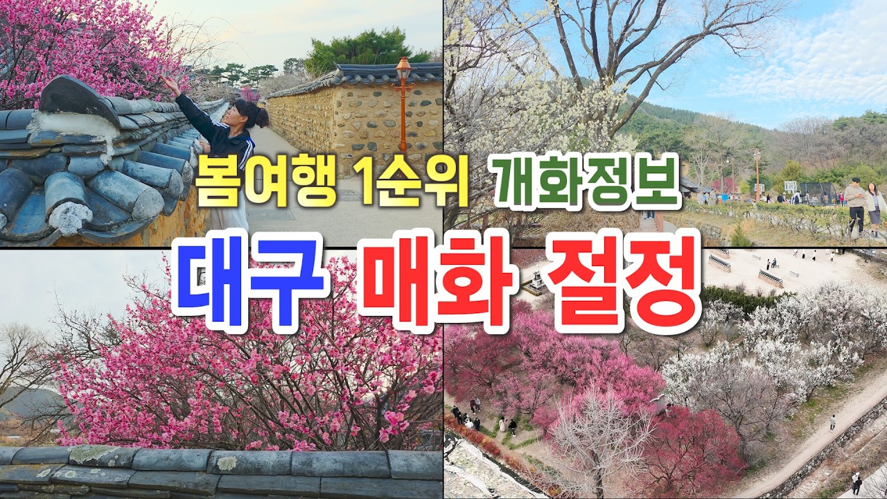 사진 작가들이 몰려드는 대구 숨은 매화명소, 남평문씨본리세거지 매화마을, 대구 가볼만한곳, 대구 봄여행, 봄꽃축제, 매화명소, 대구여행지