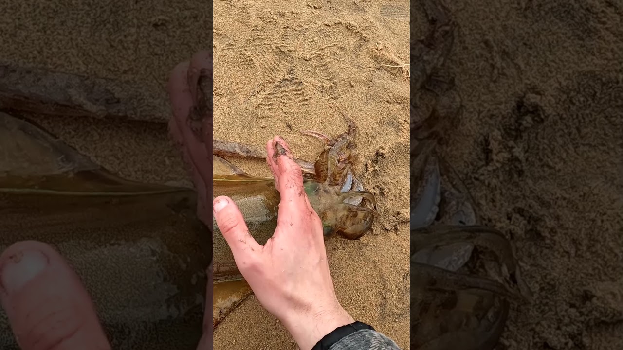 Squid Karate Chop KO  #fishing