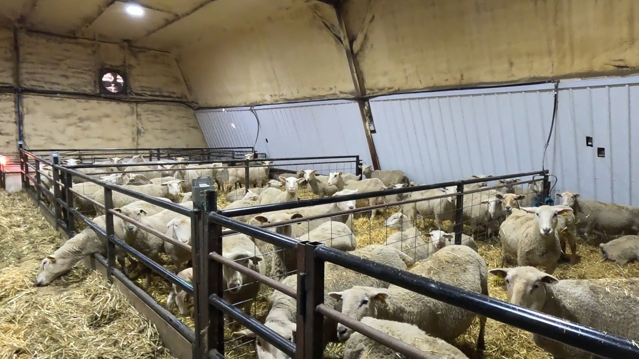 Lambing Season Arrives!