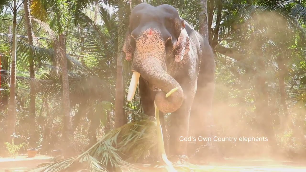 പൊടി വാരി വിതറി ബാലൻ്റെ പൂഴിക്കടക്കൻ 😍🔥 അമ്പാടി ബാലൻ ആന 😍 Ambady Balan Elephant ❤️ Kerala Elephant 