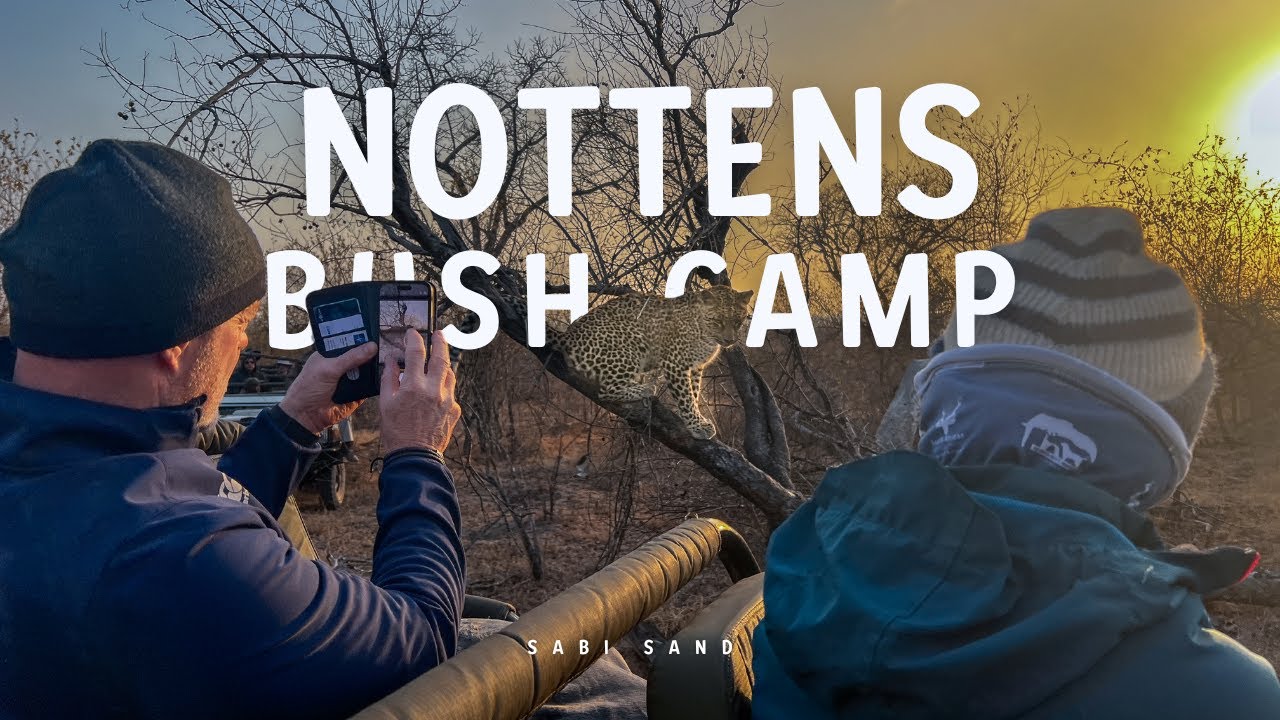 Up close and personal with Leopards! - Sabi Sand, Nottens Bush Camp
