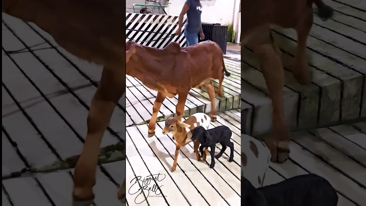 Baby bull playing with newborn lamb and goat