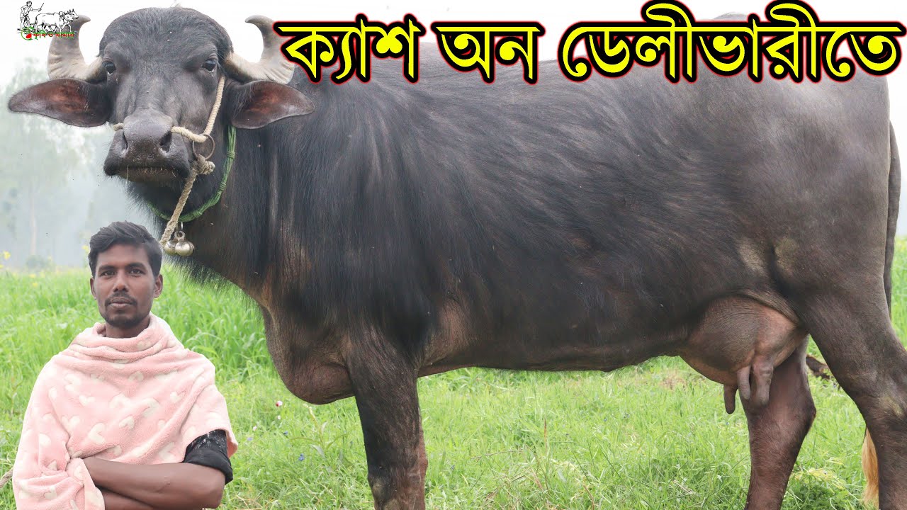 আবারো ক্যাশ অন ডেলীভারীতে সারাদেশে মহিষের বাচ্চা ও বড় দুধের মহিষ বিক্রি। কনক ভাইয়ের নতুন ভিডিও।
