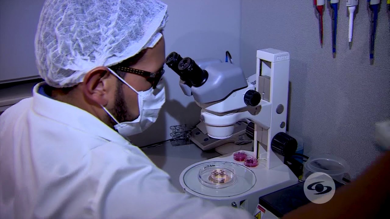 Fertilizaci&oacute;n in vitro en bovinos - La Finca de Hoy