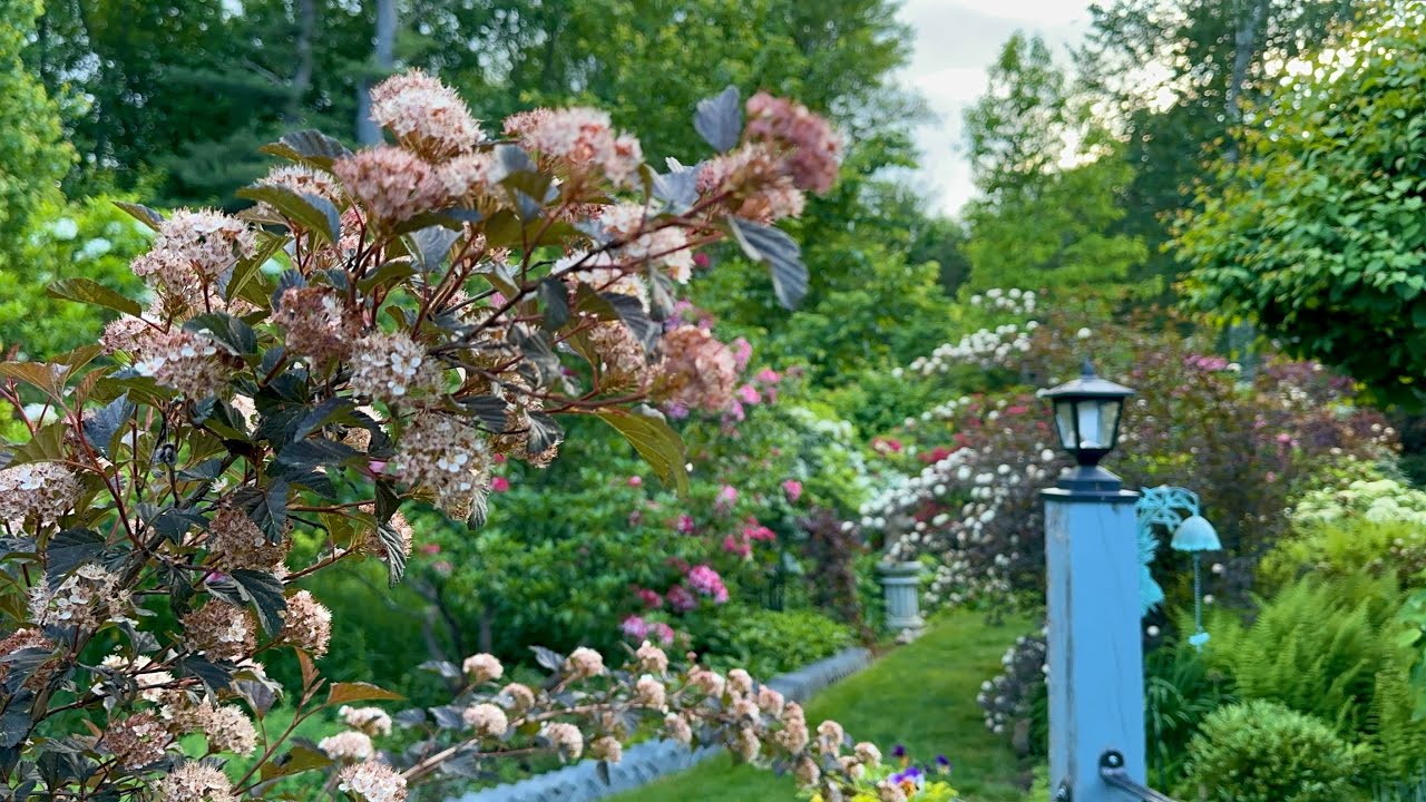 Goodbye May (May garden 5/28-31/2024)
