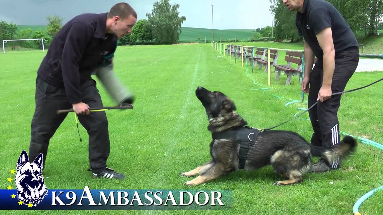 Urri z Kurimskeho haje - Tracking, Obedience and Protection Training Spring 2013