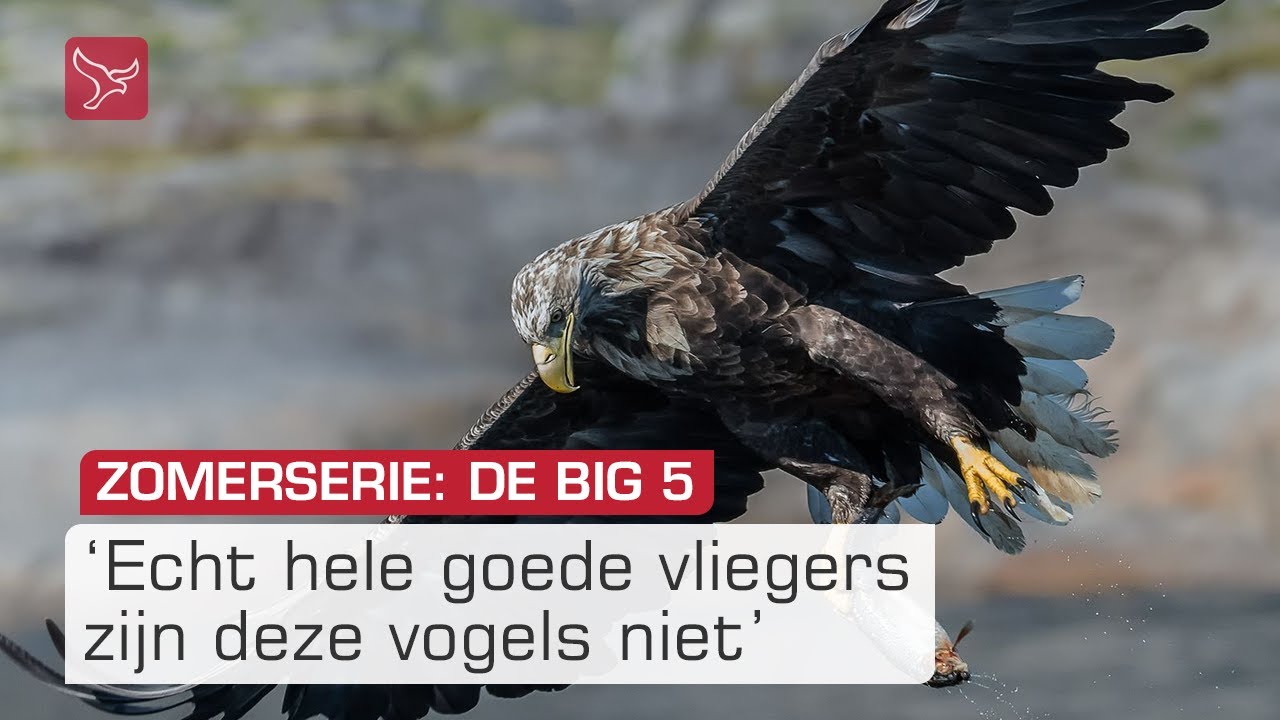 De Big 5: de zeearend, ze chillen als pubers in de lucht: 'Net een jeugdhonk'