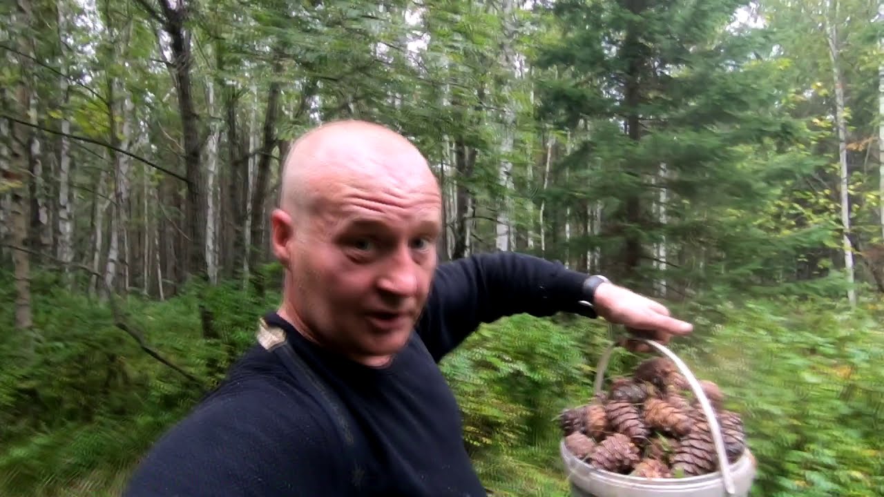 18+ Как мы шишку били, водку пили и медведей пугали!