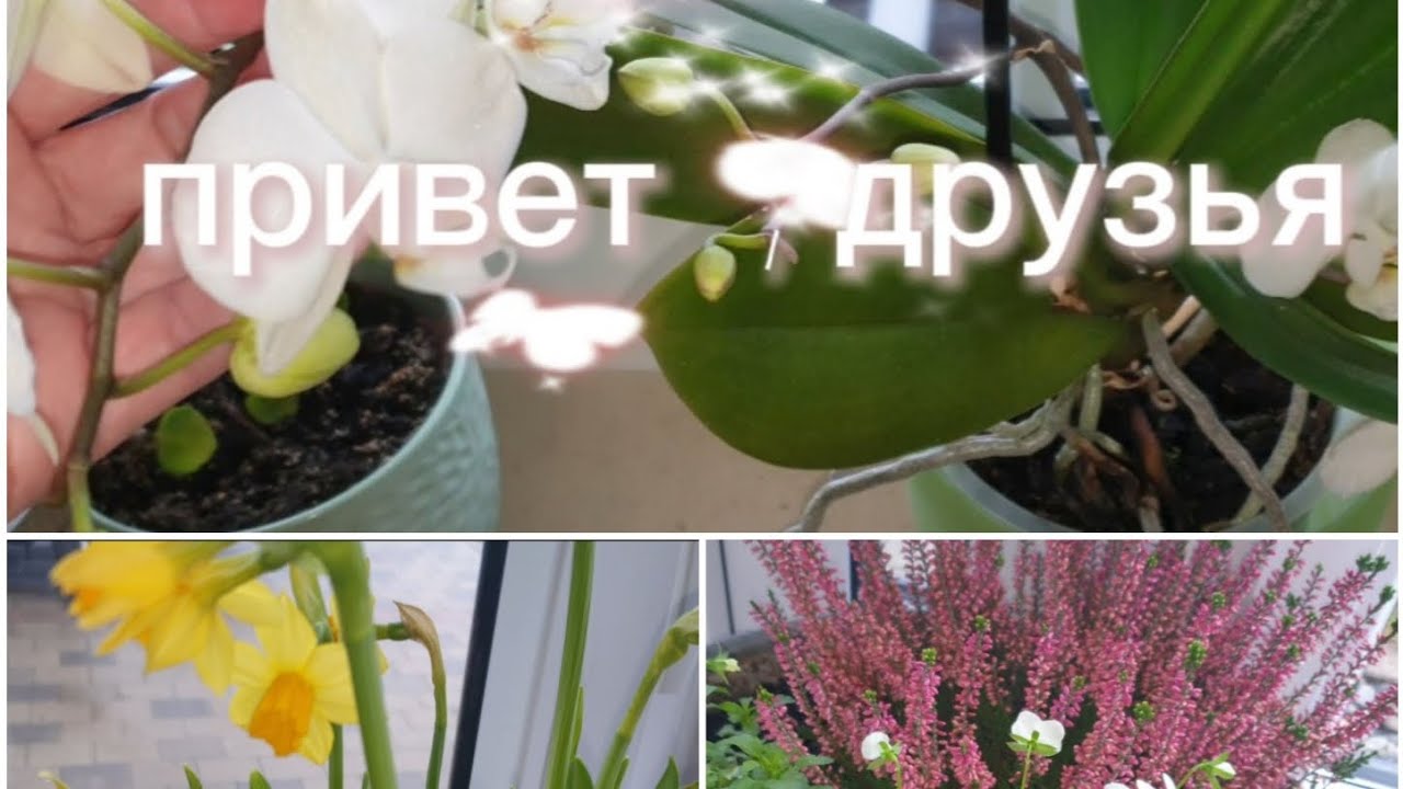 ГЕРМАНИЯ ❤ ОМАД и ИНТЕРВАЛЬНОЕ ГОЛОДАНИЕ .