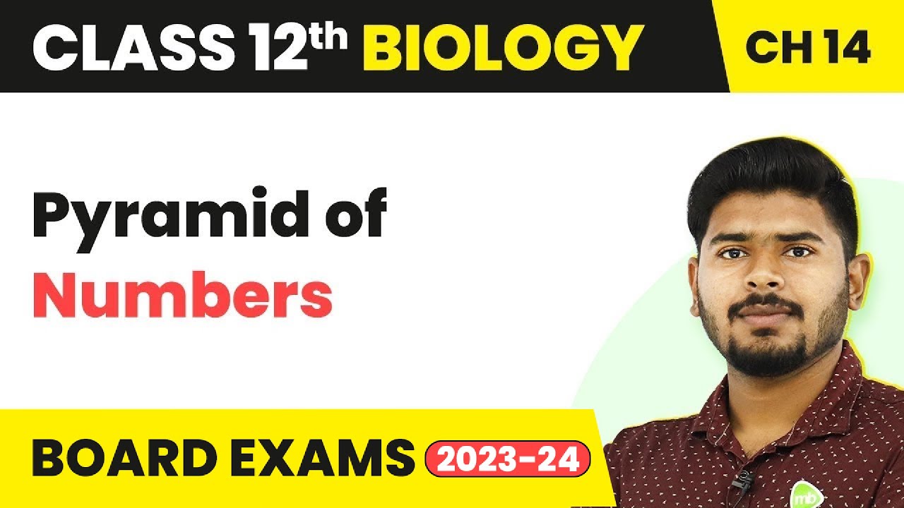 Class 12 Biology Chapter 14 | Pyramid of Numbers - Ecosystem (2022-23)