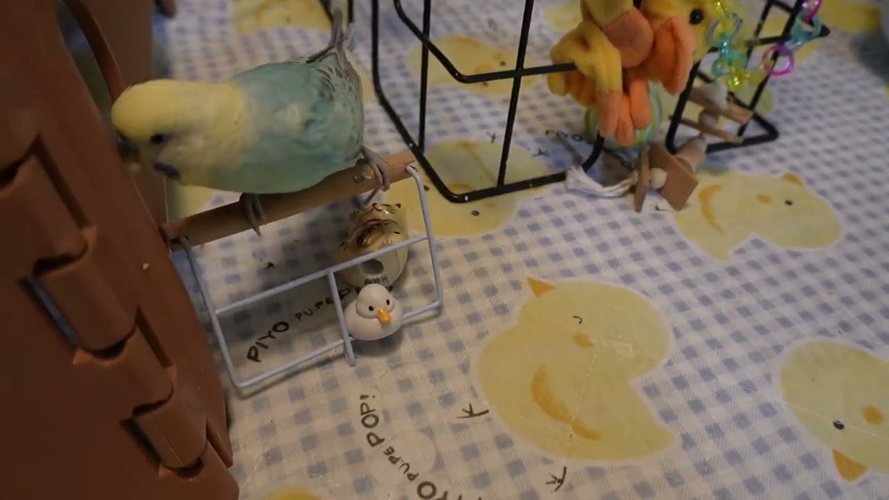 今朝はどのお友だちと遊ぼうかな